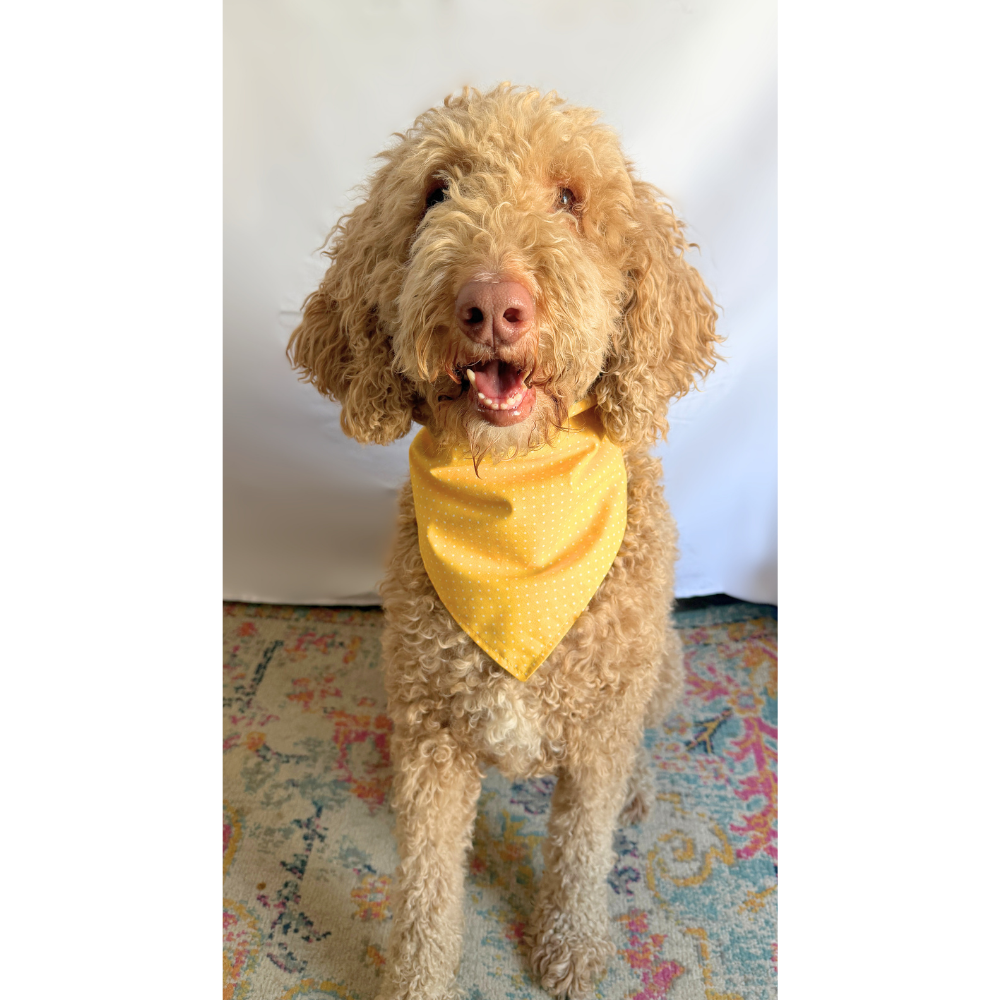 Small Daisy Flowers Reversible Spring Bandana for Pets