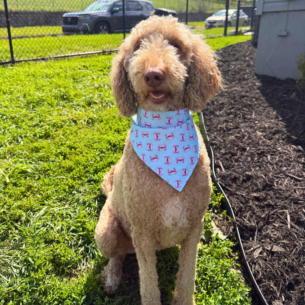 Pink Beach Crabs Bandana
