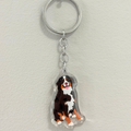Bernese Mountain Dog