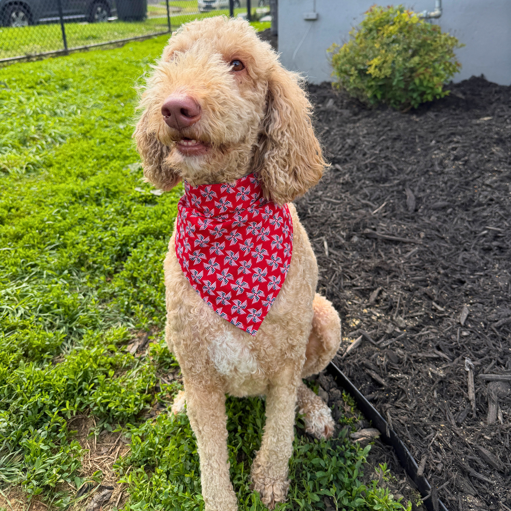 Red, White, & Blue Pinwheels Bandana