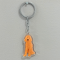 Goldendoodle
