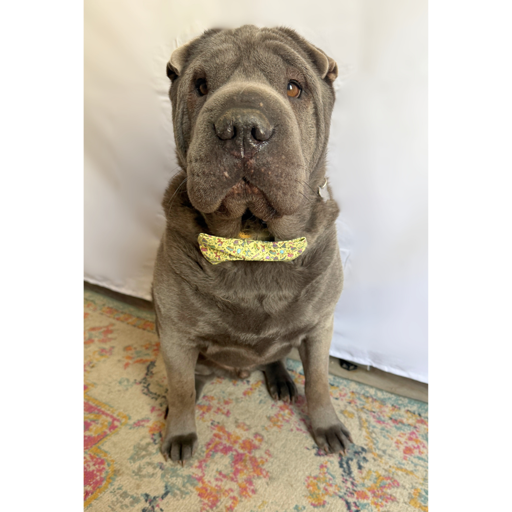 Yellow Birthday Bow Tie For Pets