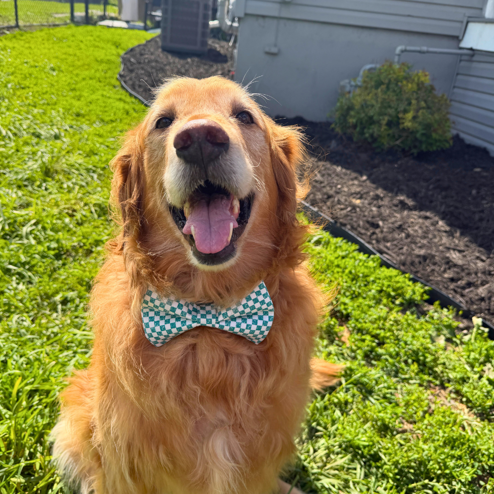 Teal Checkered Bow Tie