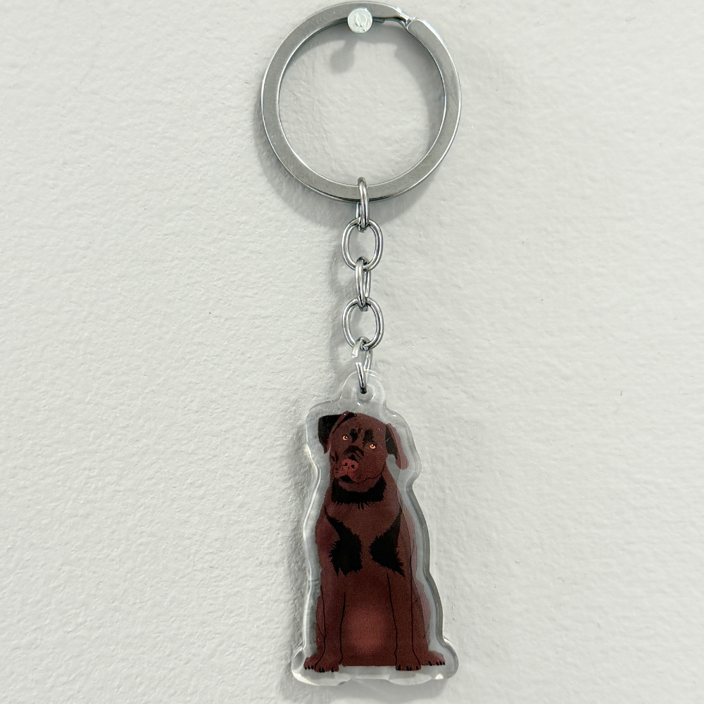 Chocolate Lab