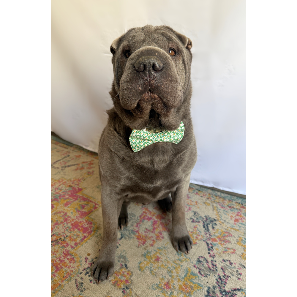 Small Green Daisies Spring Florals Bow Tie For Pets