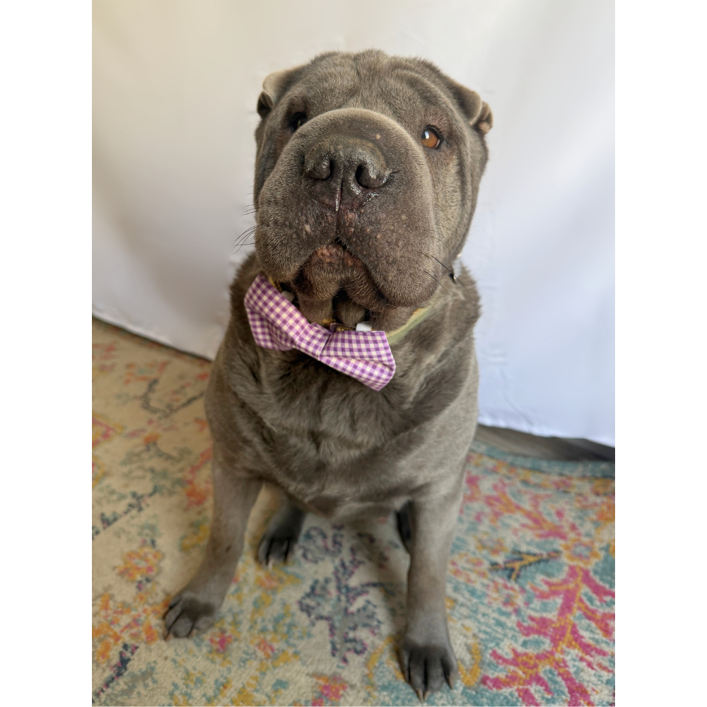 Purple Gingham Spring Bow Tie For Pets