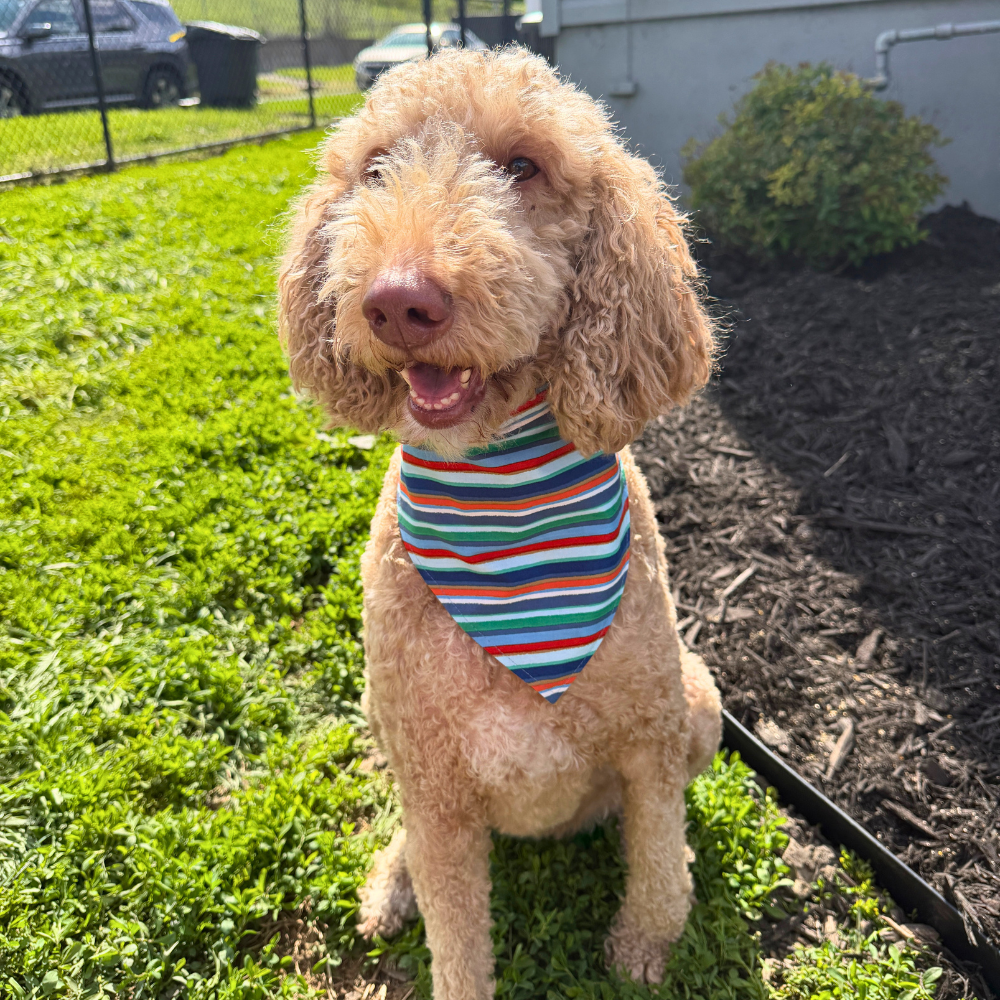 Picnic Pup Summer Bandana