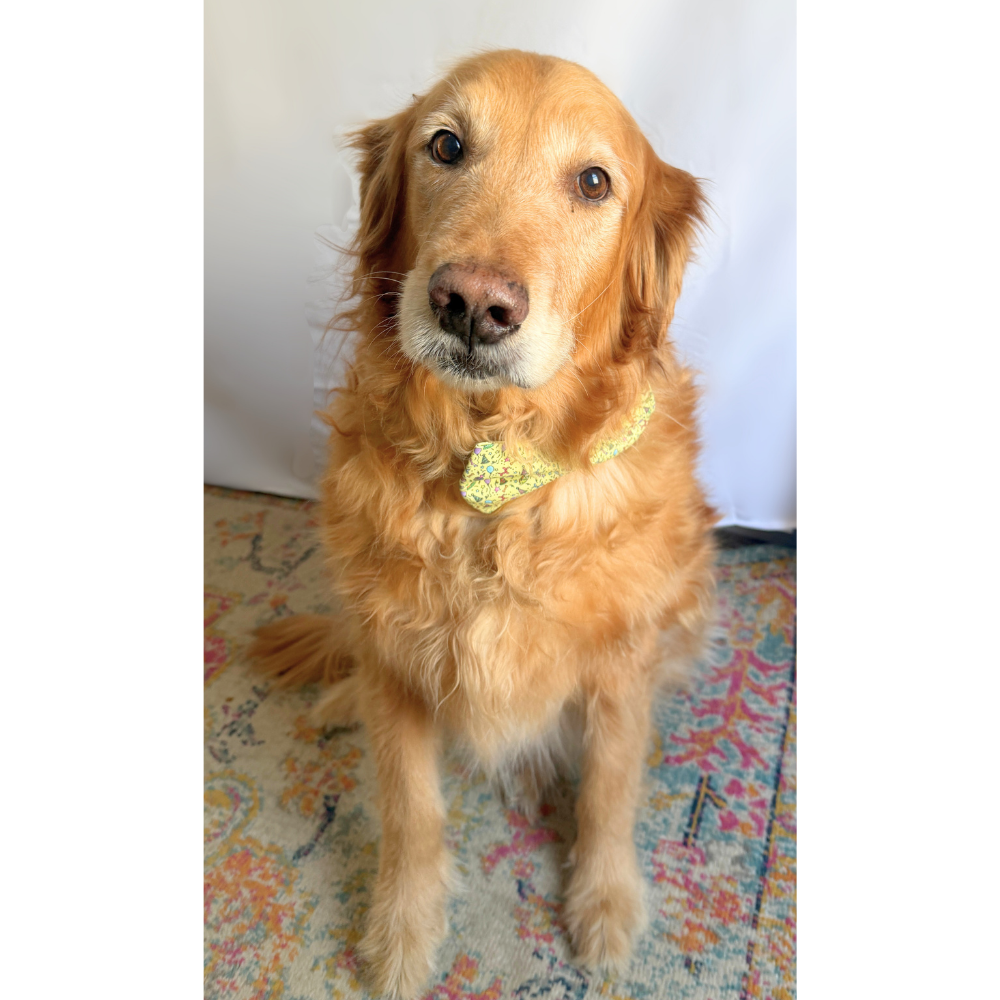 Yellow Birthday Bow Tie For Pets