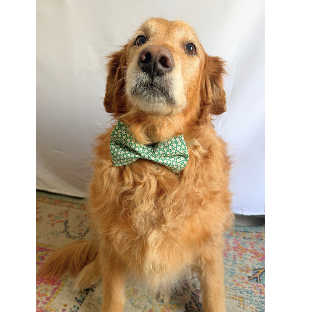 Small Green Daisies Spring Florals Bow Tie For Pets