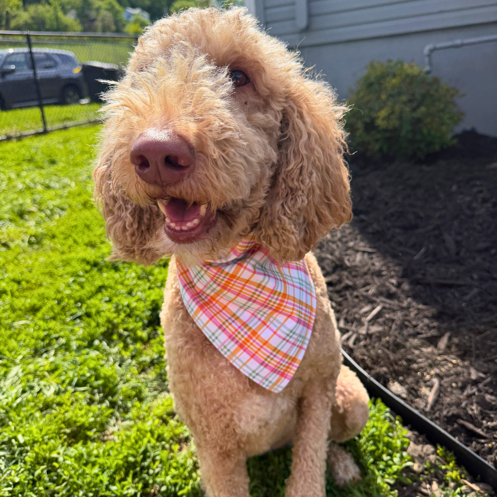 Geese on the Beach Bandana
