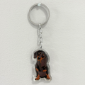 Dachshund