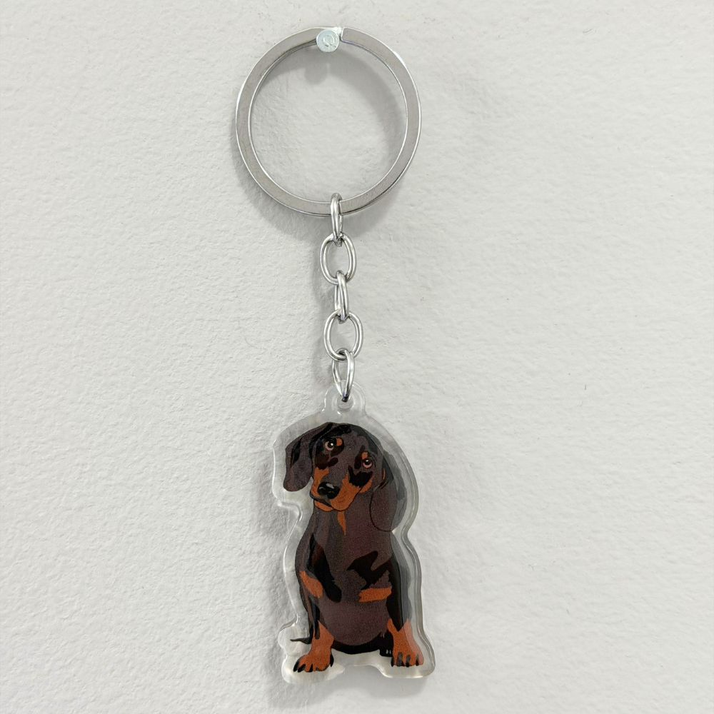 Dachshund