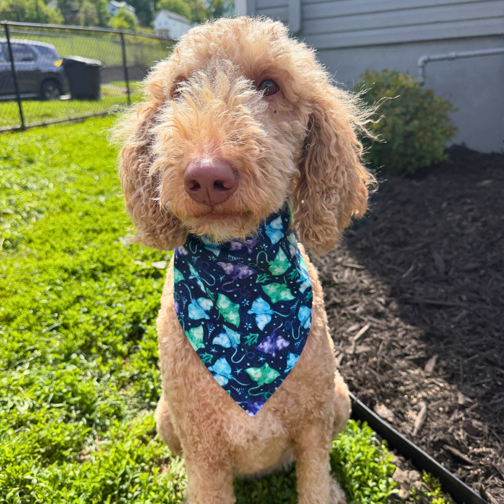 Ocean Stingrays Bandana