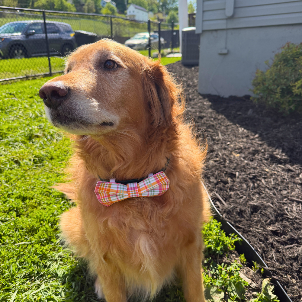 Summer Plaid Bow Tie