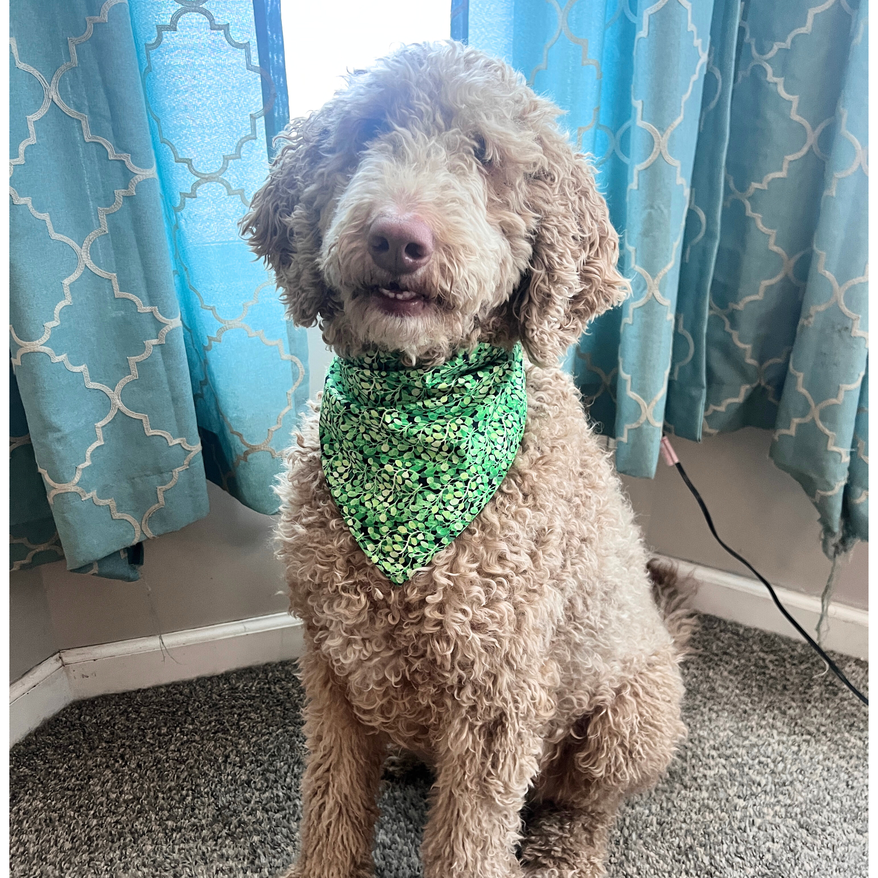 Spring Mushrooms Bandana