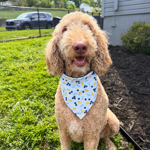 Blueberry Lemonade Bandana