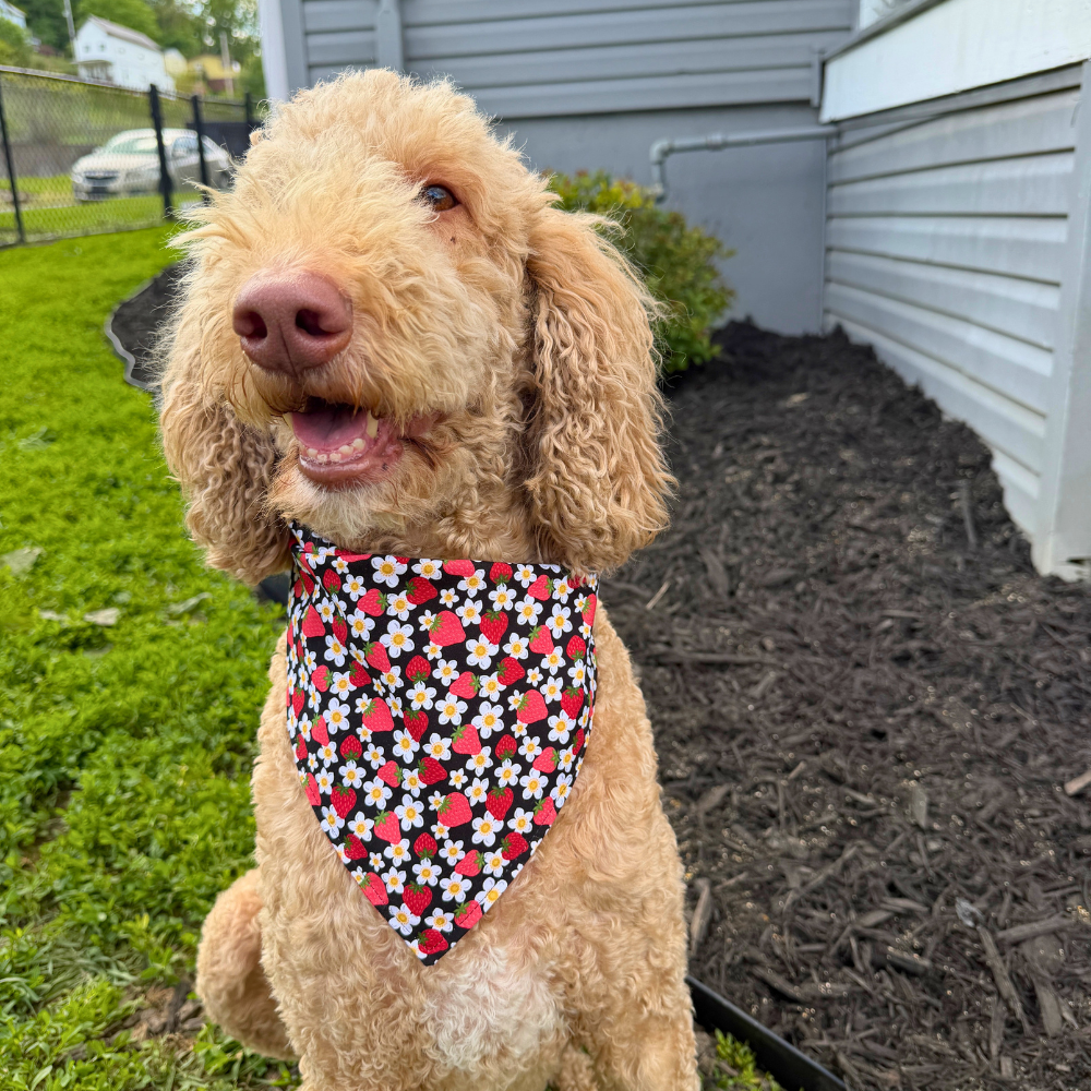 Sweet Strawberry Picnic Bandana