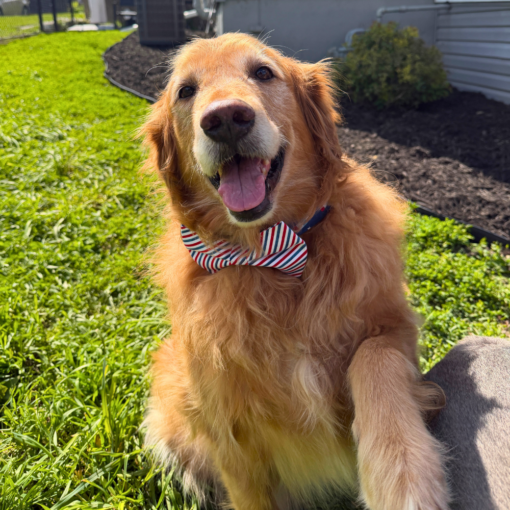 Red, White, & Blue Stripes Bow Tie