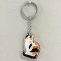 Calico Cat