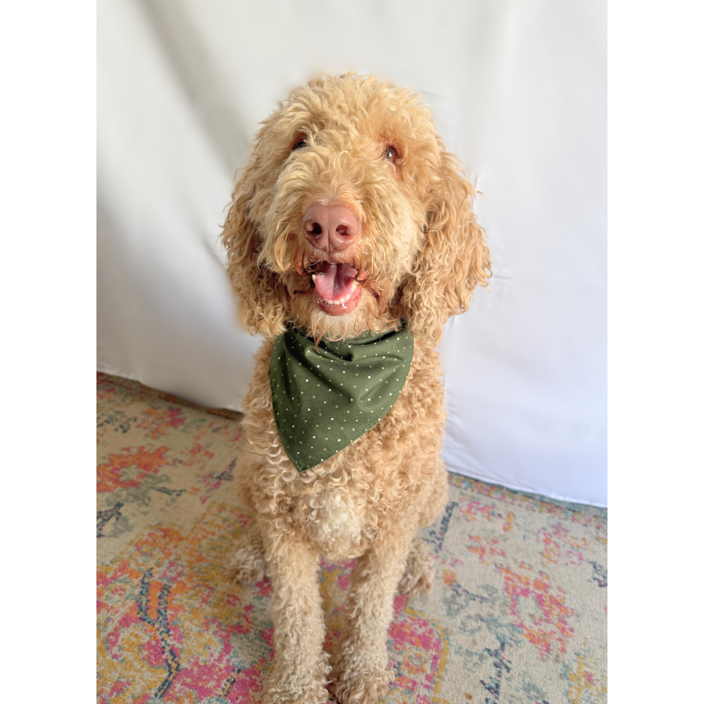 Hiking Buddy Outdoorsy Reversible Bandana for Pets