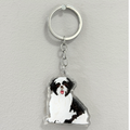 Black and White Shih Tzu