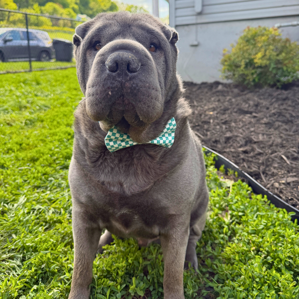 Teal Checkered Bow Tie