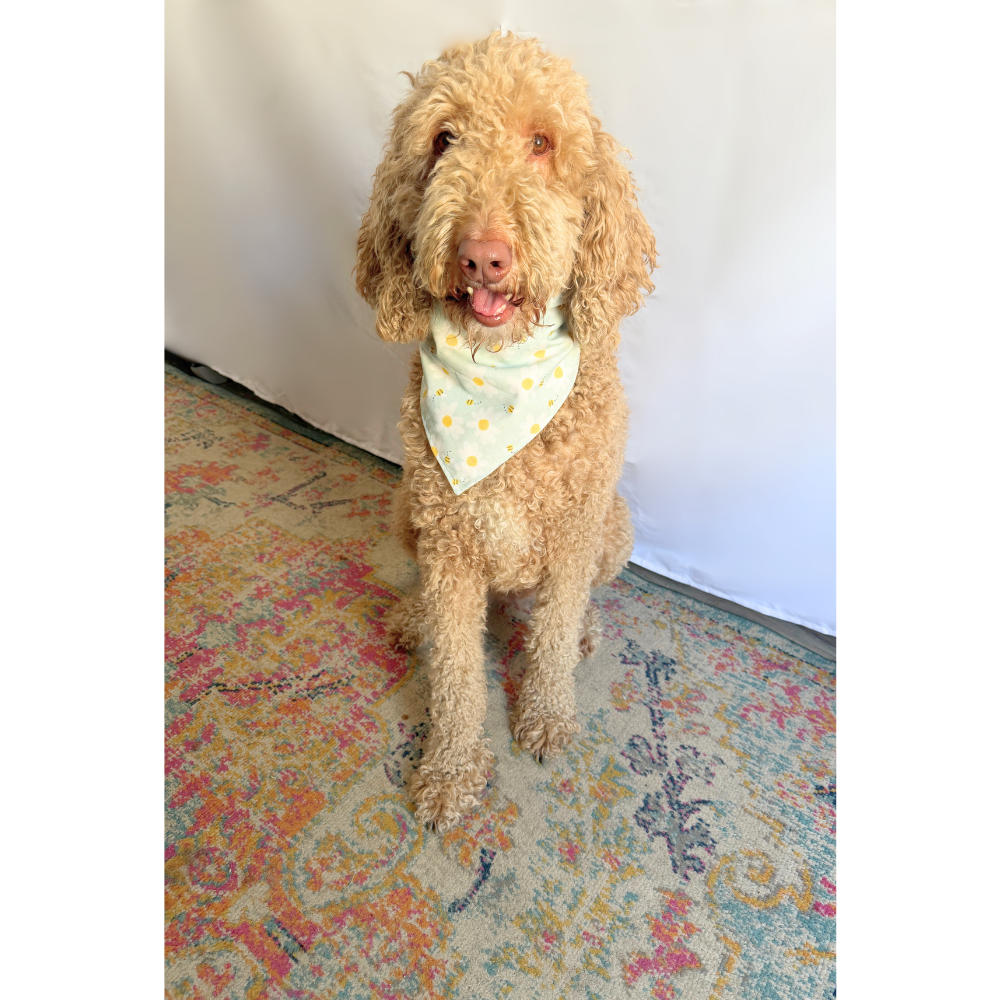 Spring Bees with Daisies Reversible Spring Bandana for Pets