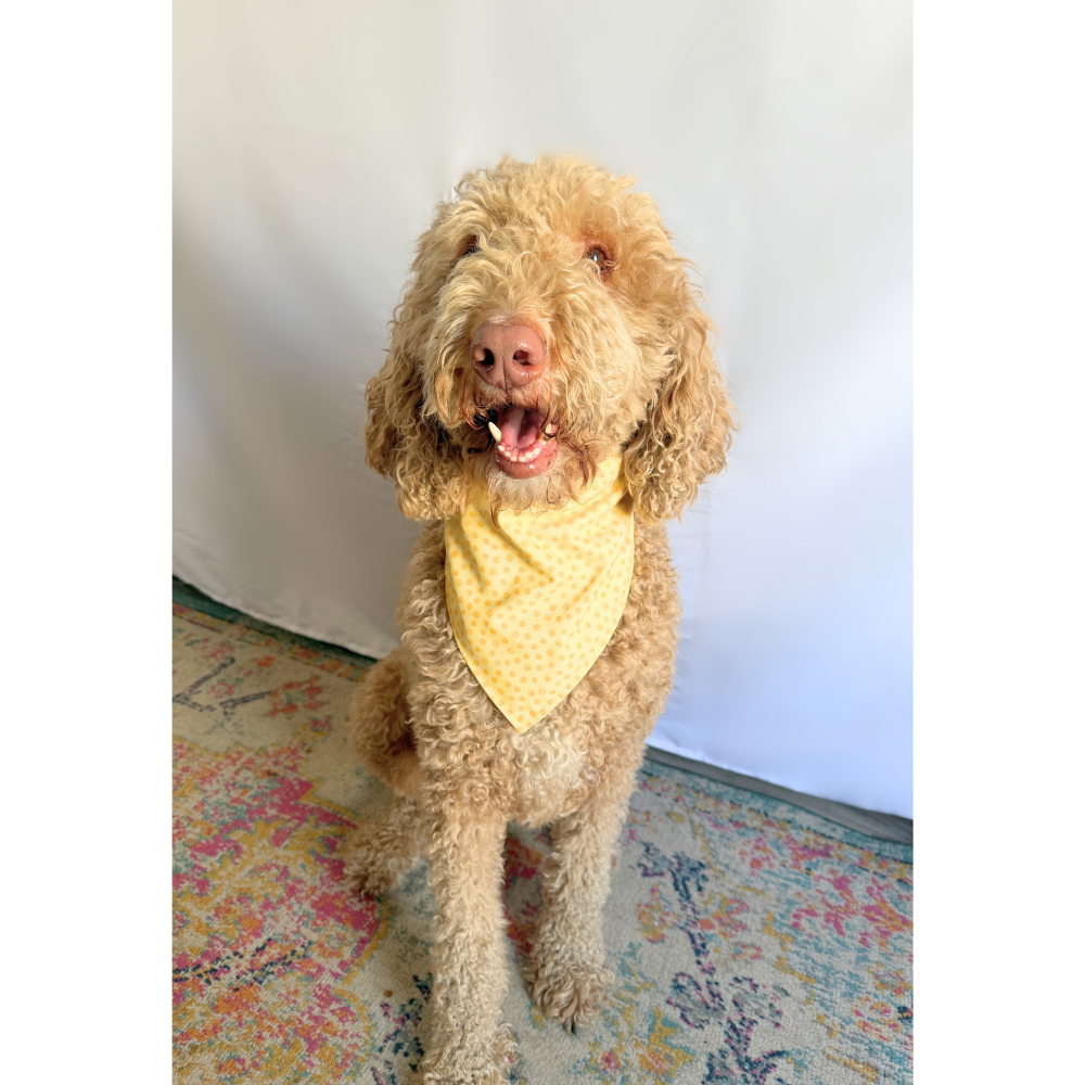 Spring Bees with Daisies Reversible Spring Bandana for Pets
