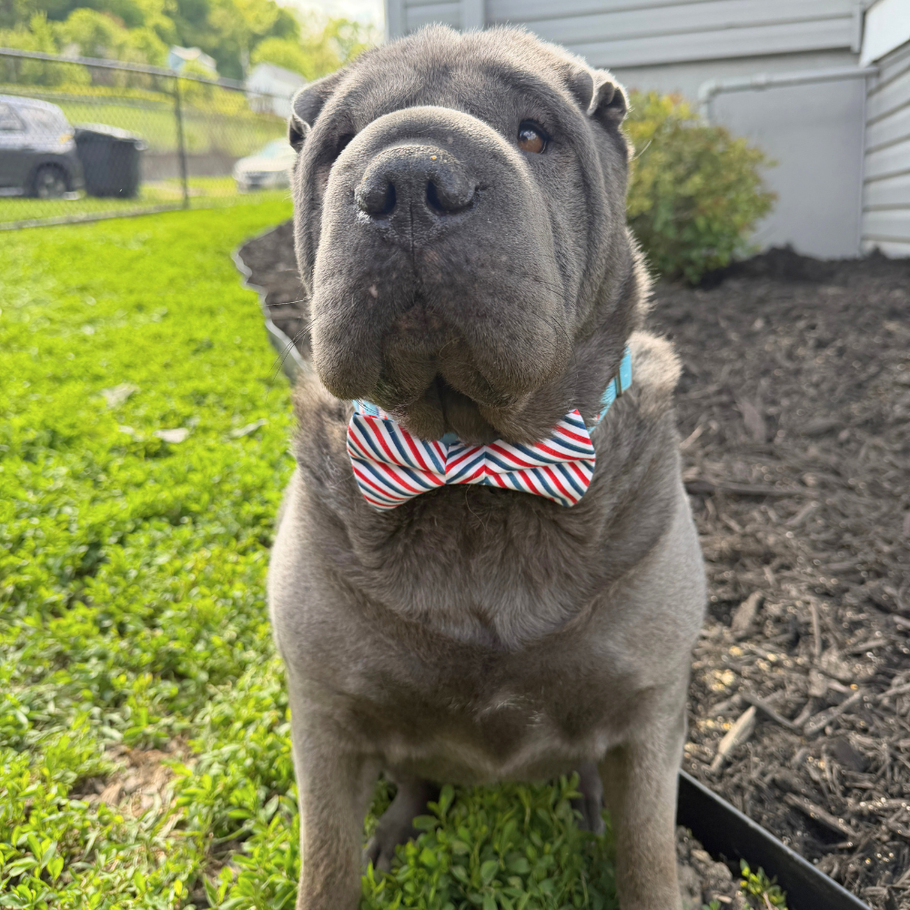 Red, White, & Blue Stripes Bow Tie