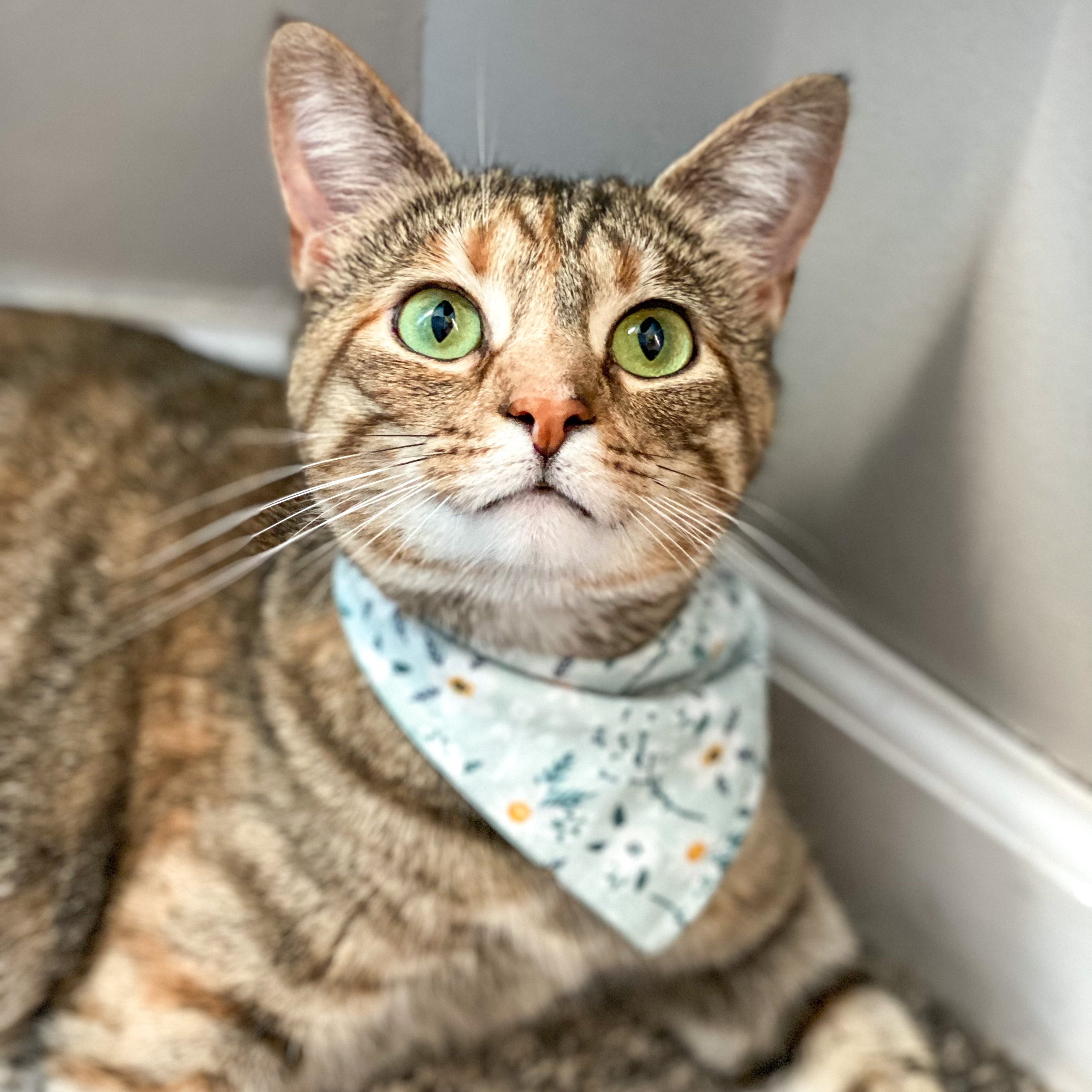 Cat wearing a floral bandana sitting on a carpeted floor.