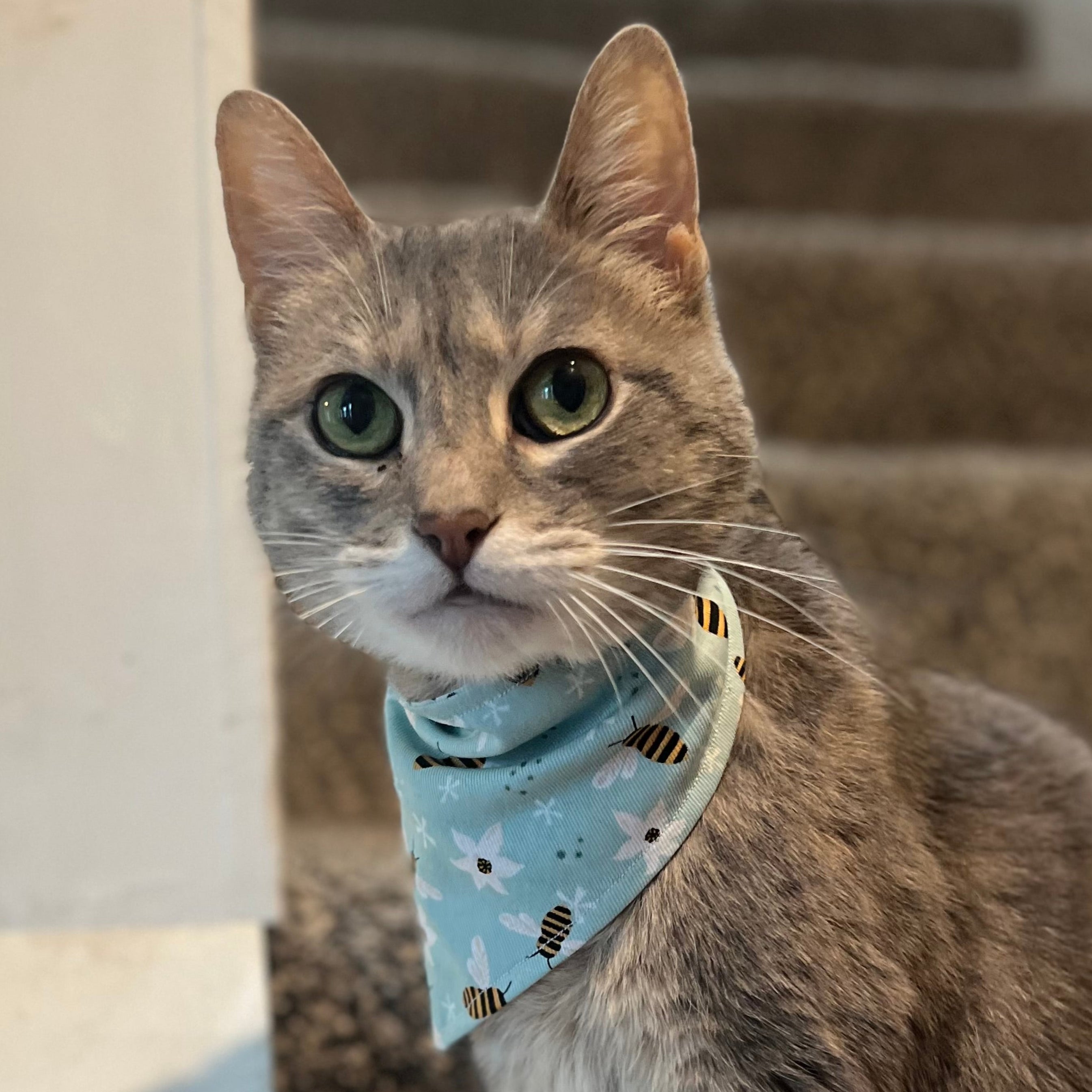 Cat wearing a bandana sitting on a staircase